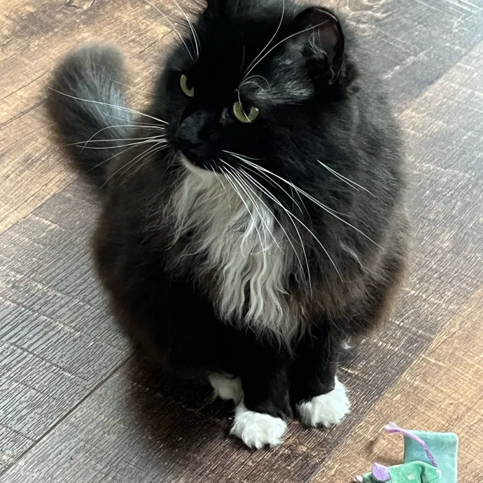 Worthington's Best Kitter Sitter