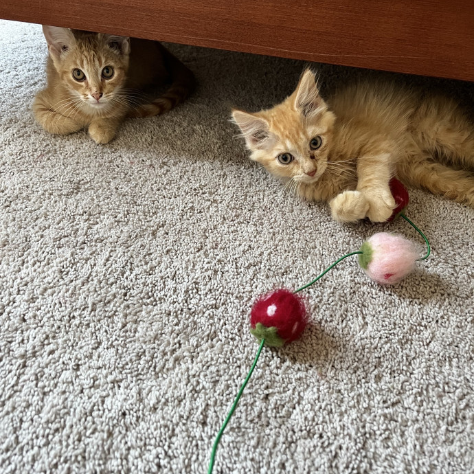 Cat Mom Responsible Adult 4 Your Babies