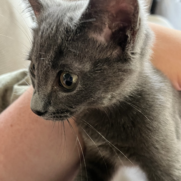 Cat Mom Responsible Adult 4 Your Babies photo 3