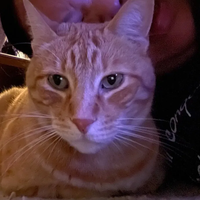 Noreen Crazy Cat Ladysf photo 2