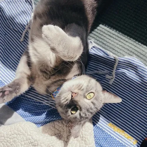 Sanny The Cat Nanny - San Francisco