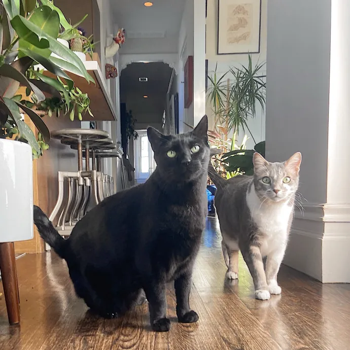 Sanny The Cat Nanny - San Francisco