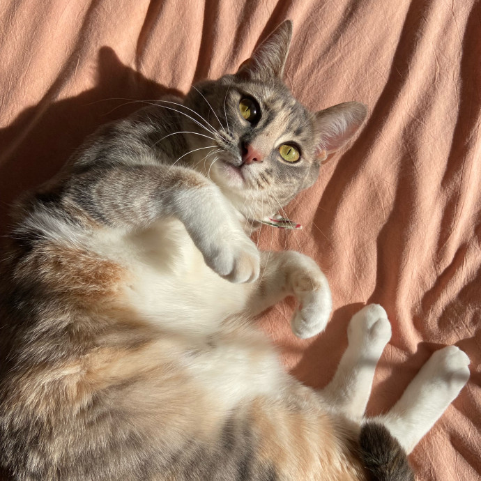 Sanny The Cat Nanny - San Francisco