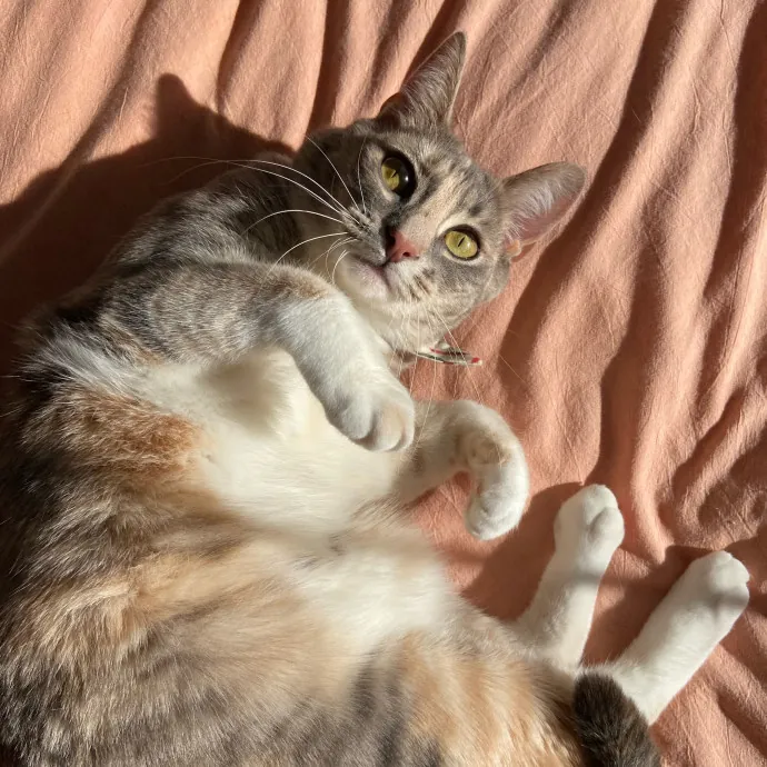 Sanny The Cat Nanny - San Francisco