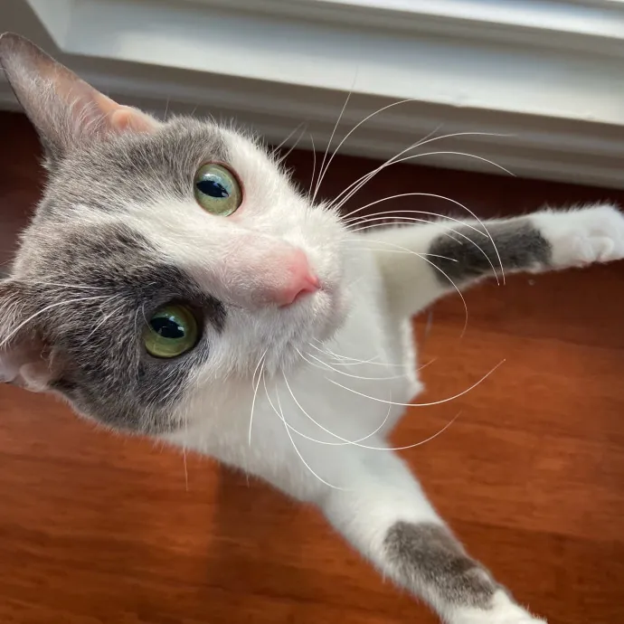 Sanny The Cat Nanny - San Francisco