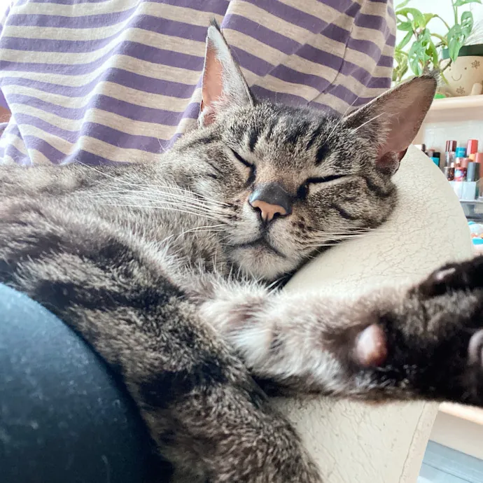 Sanny The Cat Nanny - San Francisco