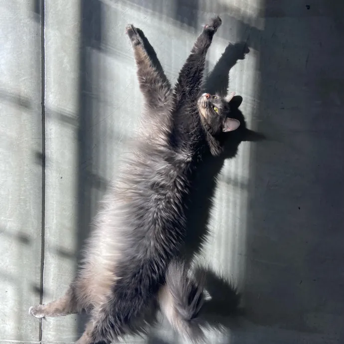 Sanny The Cat Nanny - San Francisco