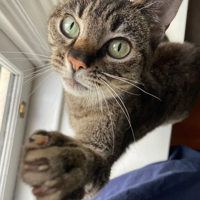 Sanny The Cat Nanny - San Francisco