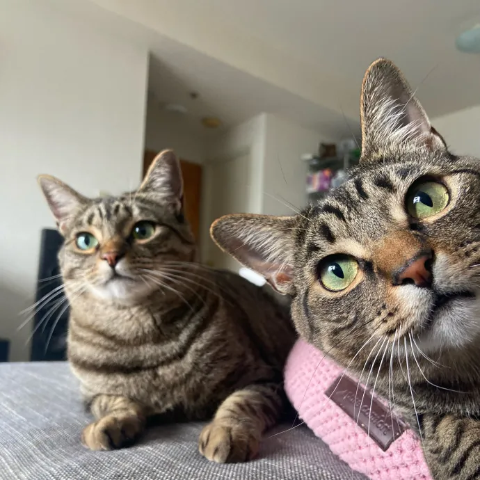 Sanny The Cat Nanny - San Francisco