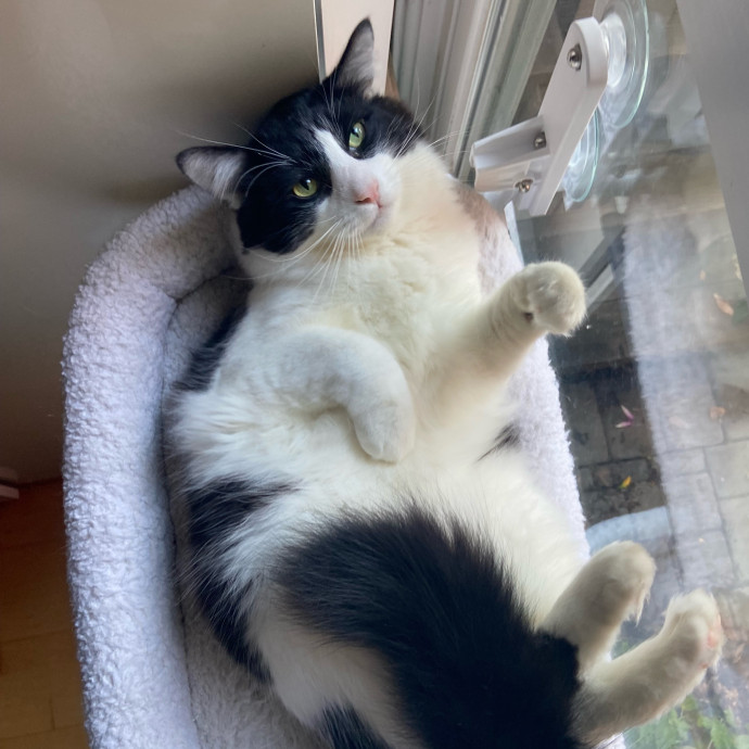 Sanny The Cat Nanny - San Francisco