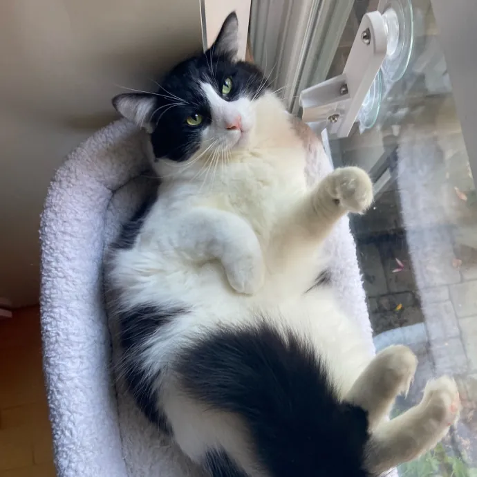 Sanny The Cat Nanny - San Francisco