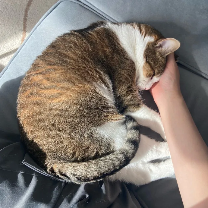 Sanny The Cat Nanny - San Francisco