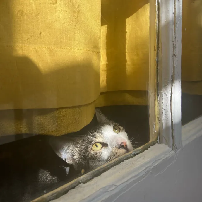 Sanny The Cat Nanny - San Francisco