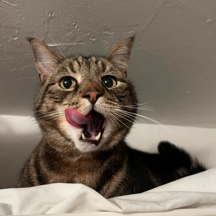 Sanny The Cat Nanny - San Francisco