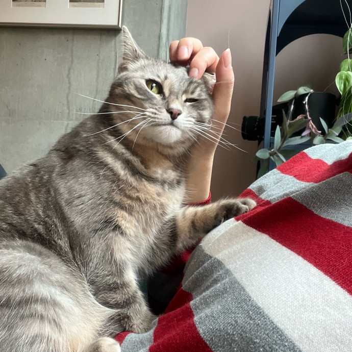 Sanny The Cat Nanny - San Francisco