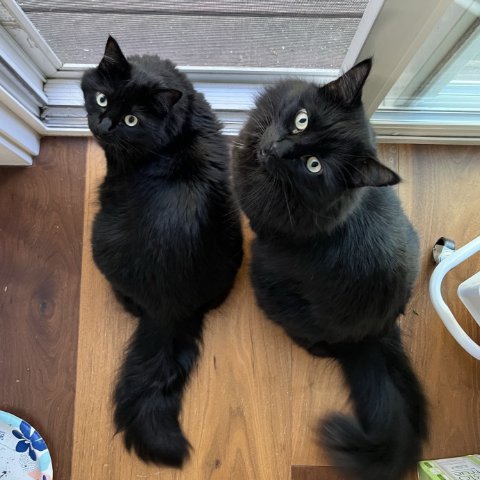 Sanny The Cat Nanny - San Francisco