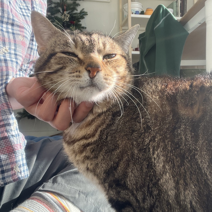 Sanny The Cat Nanny - San Francisco