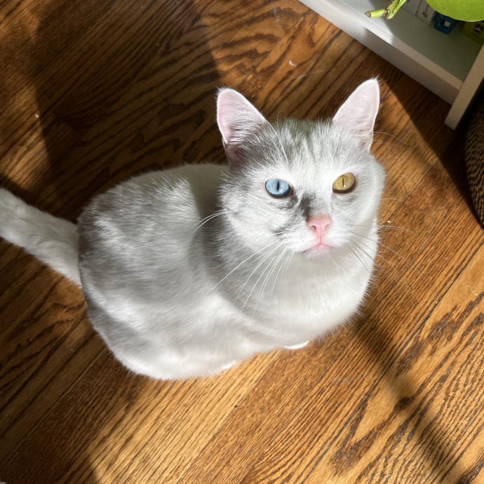 Sanny The Cat Nanny - San Francisco