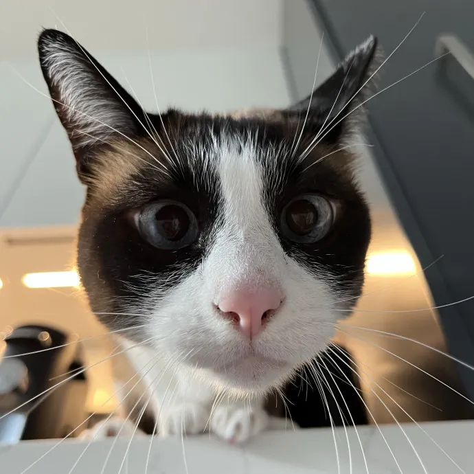Sanny The Cat Nanny - San Francisco photo 3