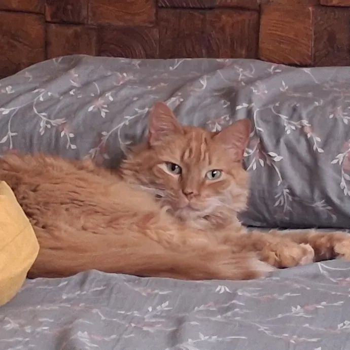 Meowdy Howdy Cat Care
