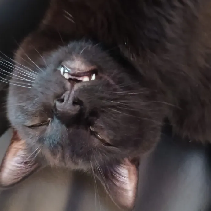 Meowdy Howdy Cat Care