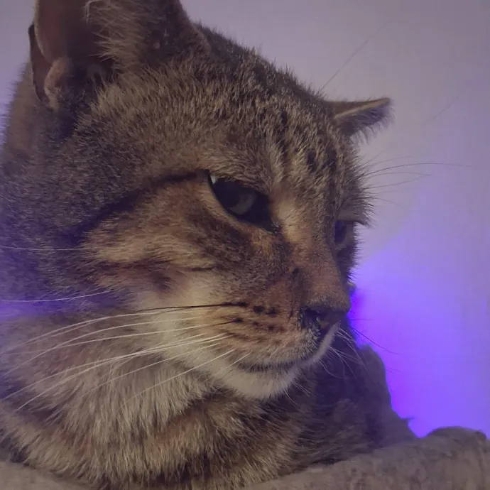 Meowdy Howdy Cat Care