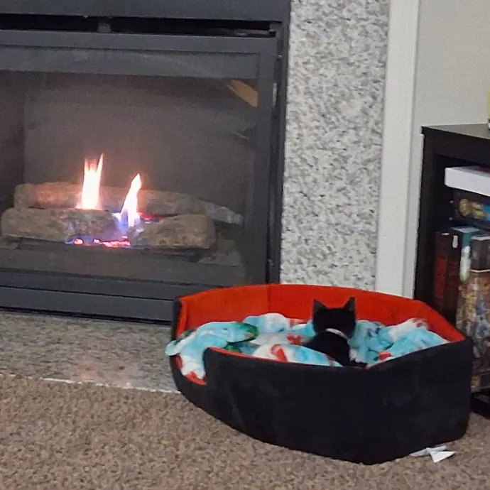 Meowdy Howdy Cat Care