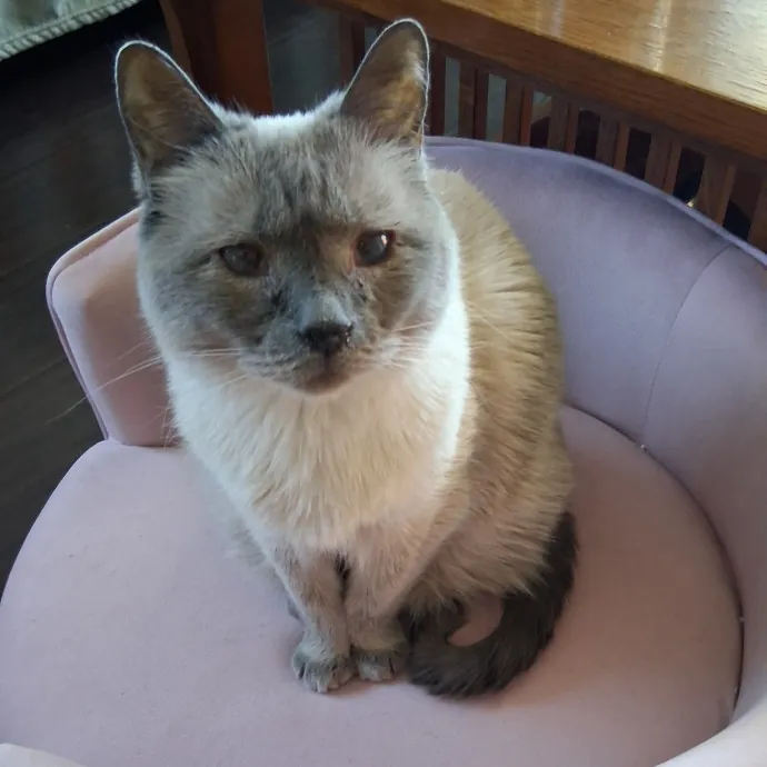 Kitty L.