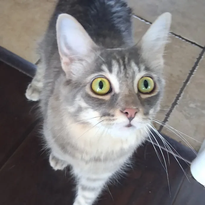 Kitty L.