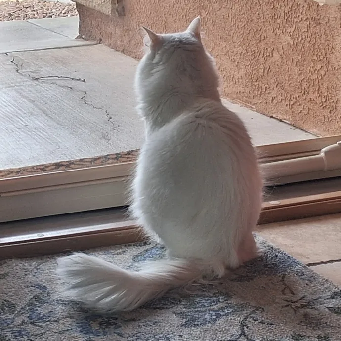 Kitty L.