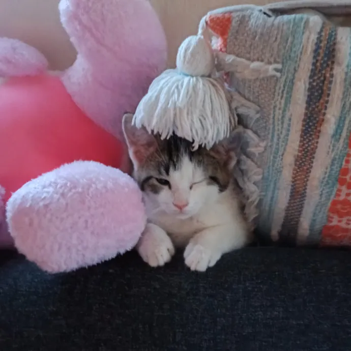 Kitty L.