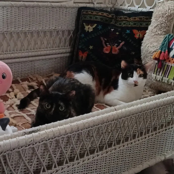 Kitty L.