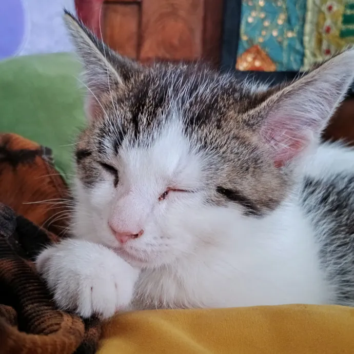 Kitty L.