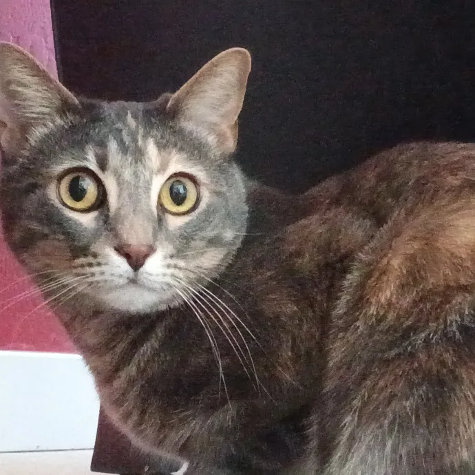 Kitty L.