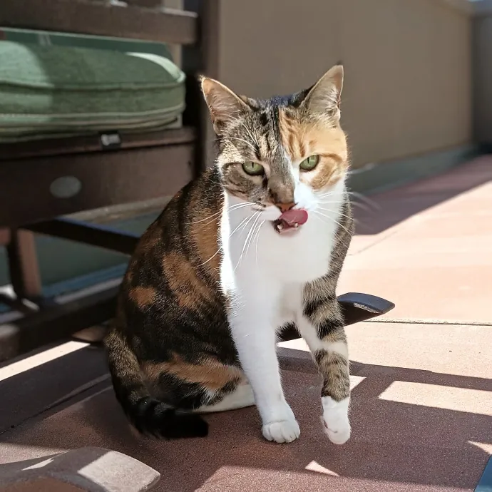 Meowdy Howdy Cat Care