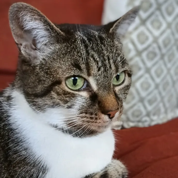 Meowdy Howdy Cat Care