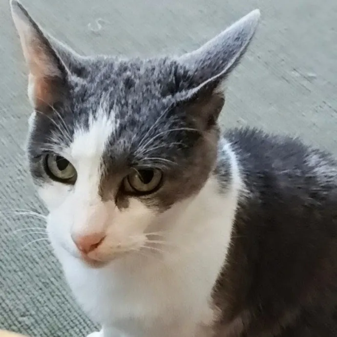 Kitty L.