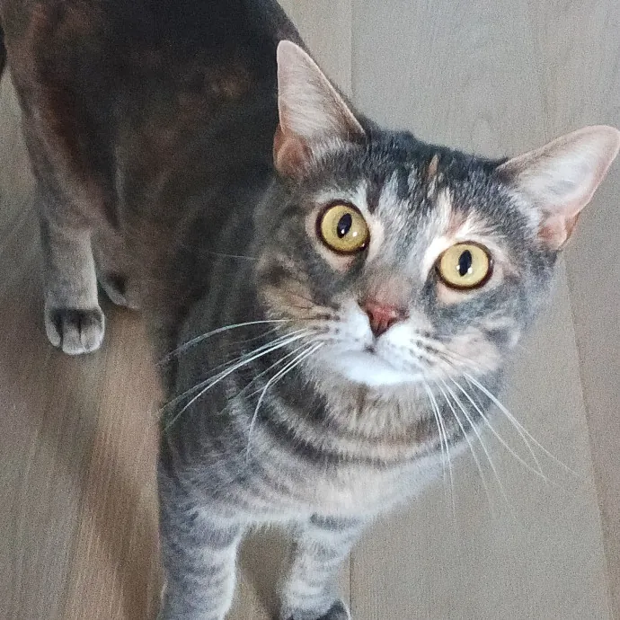 Kitty L.