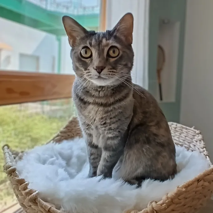 Kitty L.