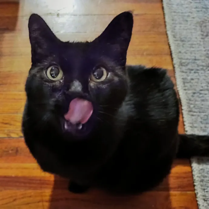 Kitty L.