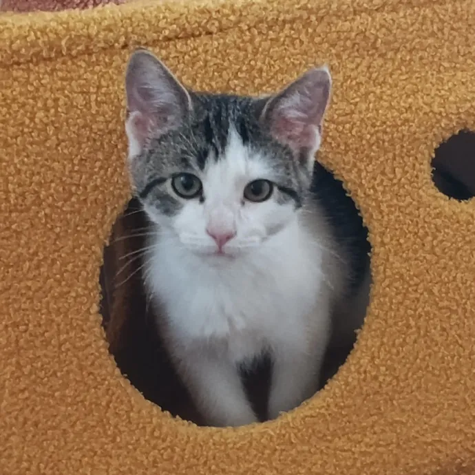 Kitty L.