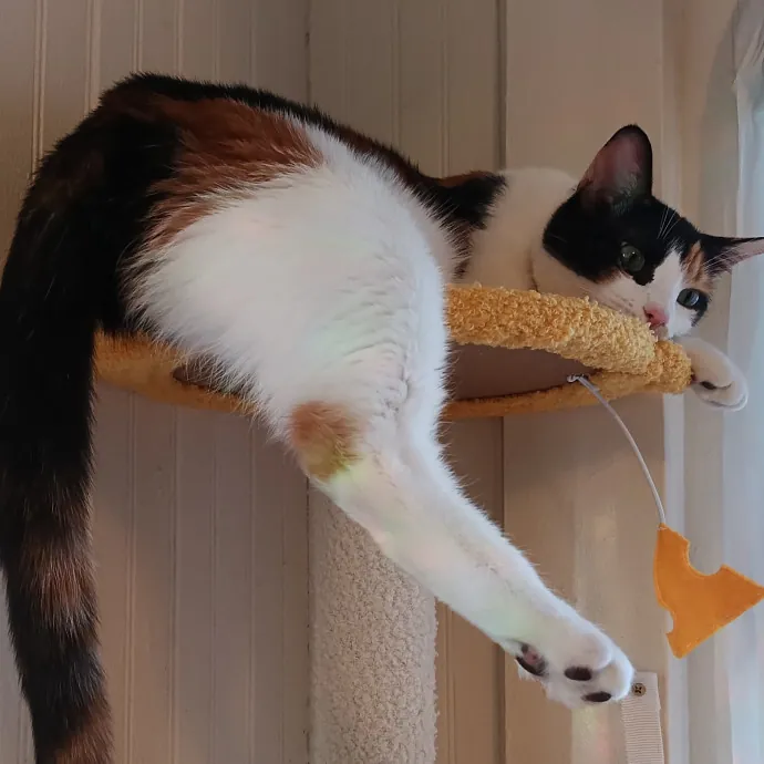 Kitty L.