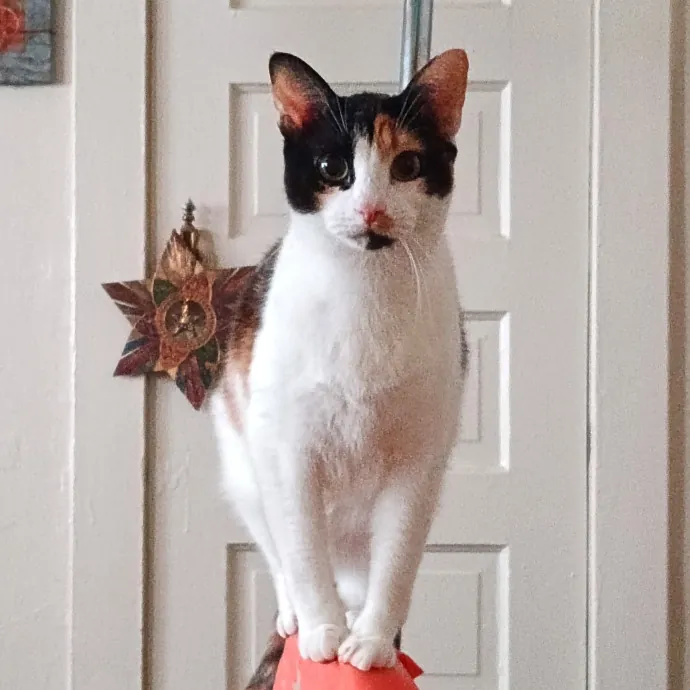 Kitty L.