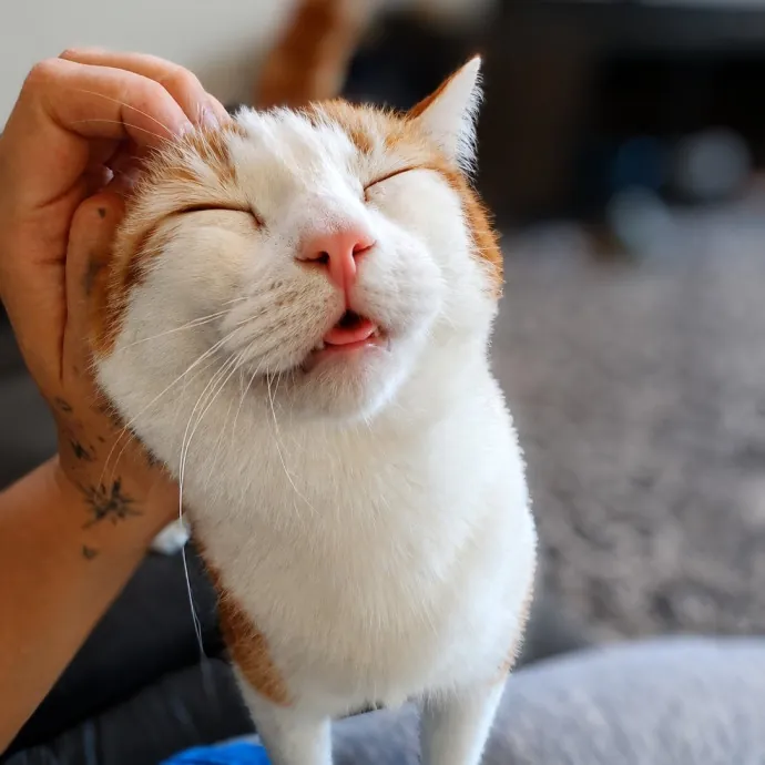 Kitty L.