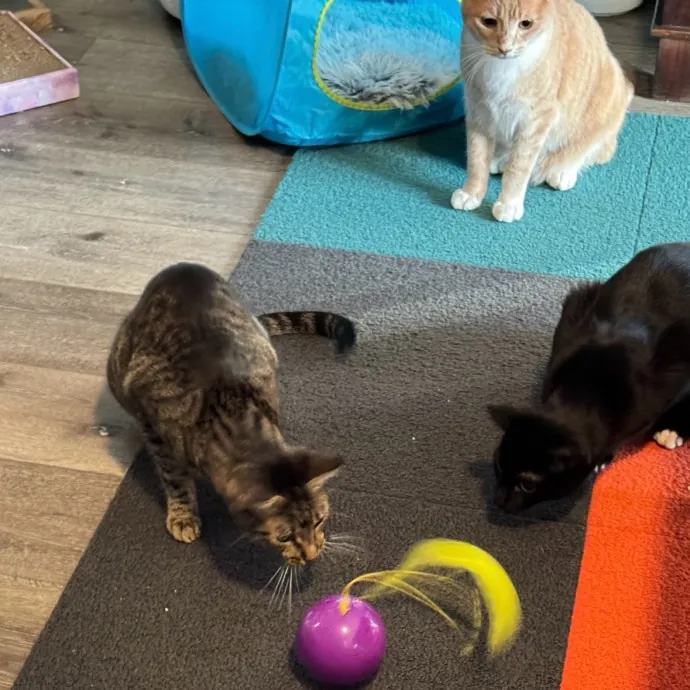 Purr-Fessional Cat Sitter Extraordinaire