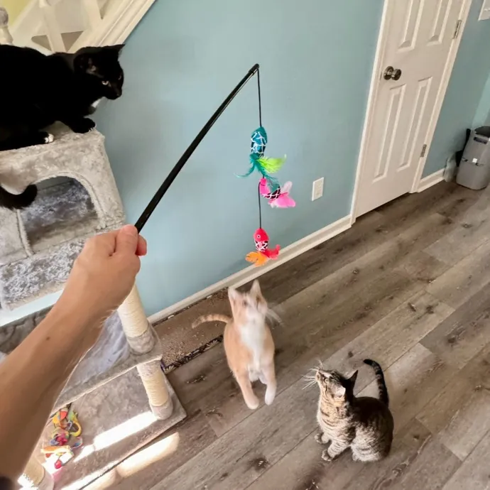 Purr-Fessional Cat Sitter Extraordinaire