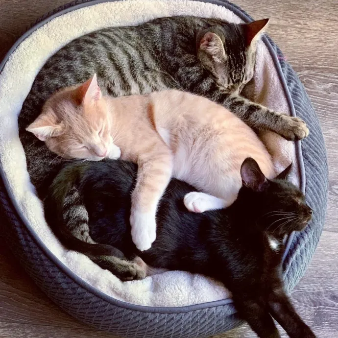 Purr-Fessional Cat Sitter Extraordinaire