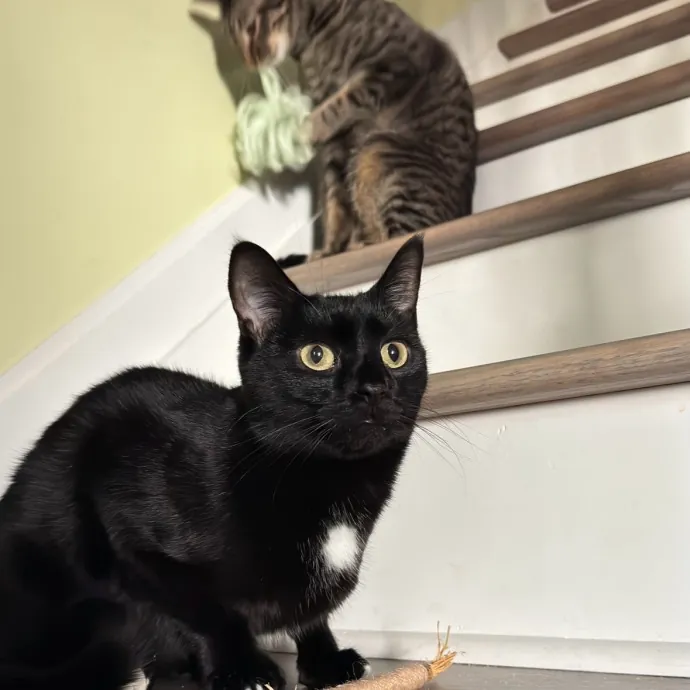 Purr-Fessional Cat Sitter Extraordinaire