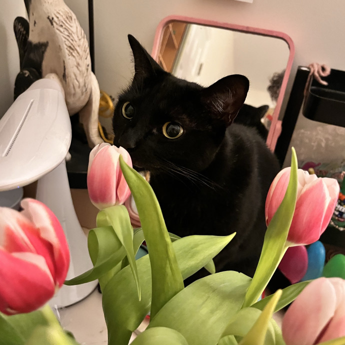 Nix Pennington Cat Companion photo 2