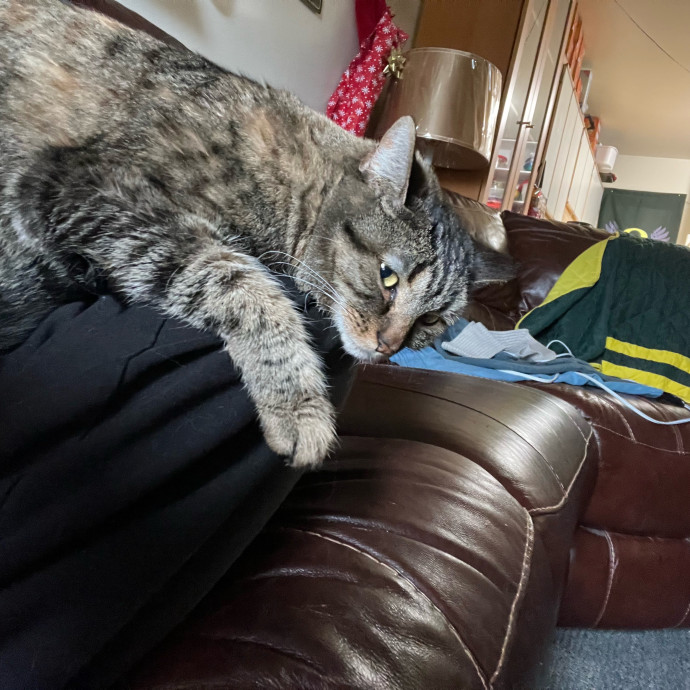 The Catnap Club